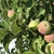 Image-square_50