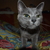 Image-square_50