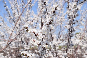 Image-preview_300x200