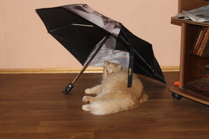 Image-preview_300x200