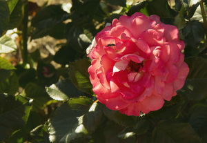 Image-preview_300x200