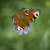 Image-square_50