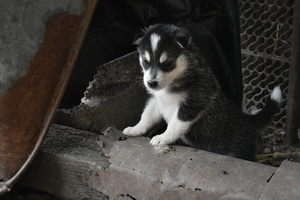 Image-preview_300x200