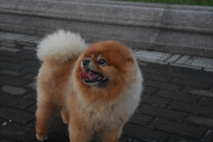 Image-preview_300x200