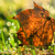 Image-square_50