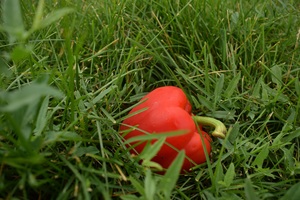 Image-preview_300x200