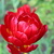 Image-square_50