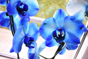 Image-preview_300x200