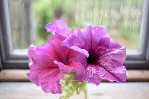 Image-preview_300x200