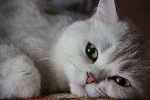 Image-preview_300x200