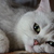 Image-square_50
