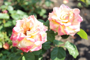 Image-preview_300x200