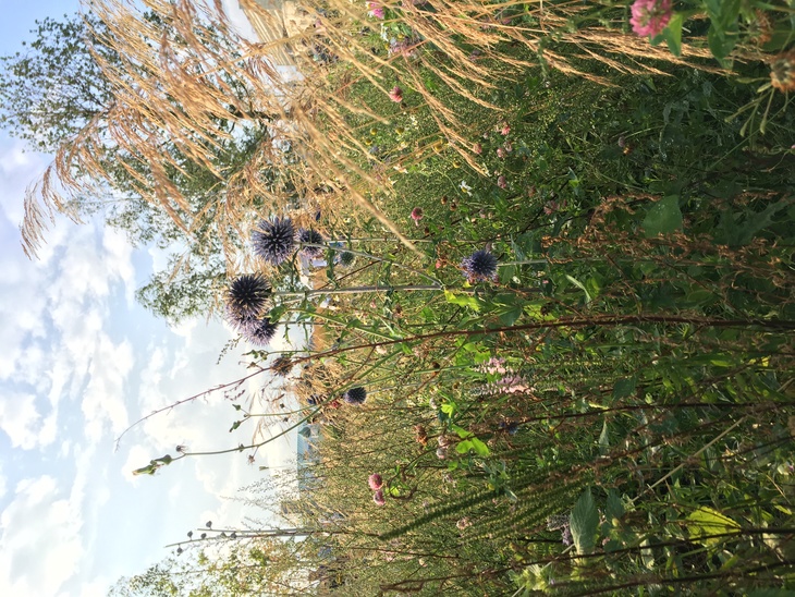 Image-normal