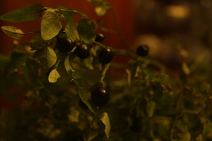 Image-preview_300x200