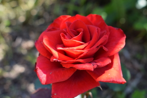 Image-preview_300x200