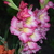 Image-square_50