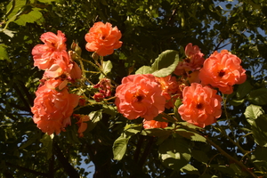 Image-preview_300x200