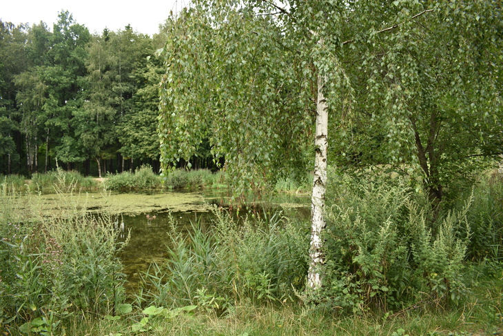 Image-normal