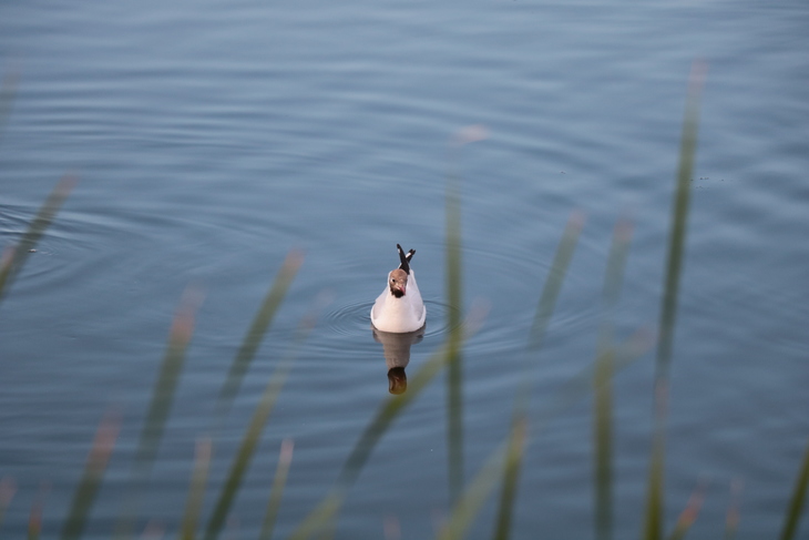 Image-normal