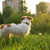 Image-square_50