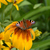 Image-square_50