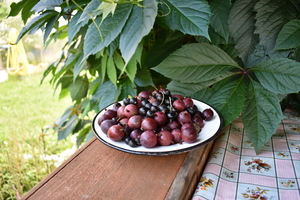 Image-preview_300x200