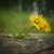 Image-square_50