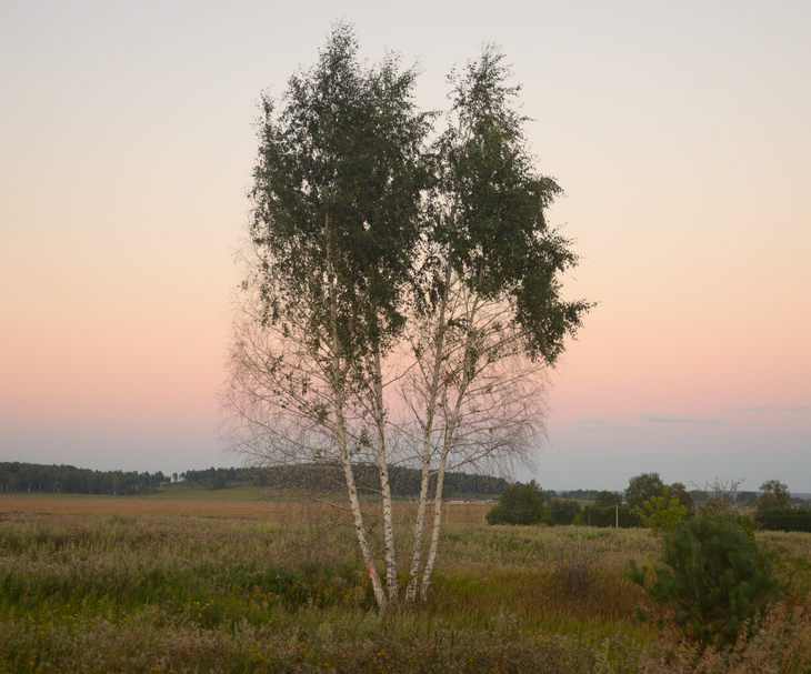 Image-normal