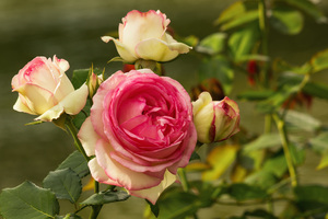 Image-preview_300x200