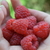 Image-square_50