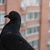 Image-square_50