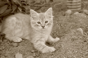 Image-preview_300x200