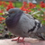 Image-square_50