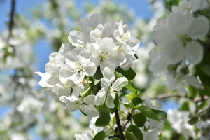 Image-preview_300x200