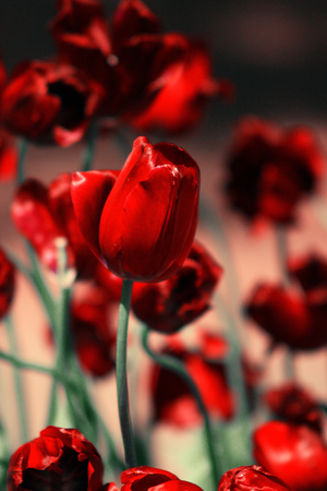 Image-preview_300x200