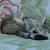 Image-square_50