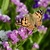 Image-square_50