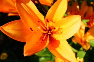 Image-preview_300x200