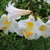 Image-square_50