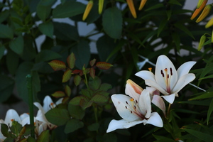 Image-preview_300x200