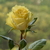 Image-square_50