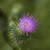 Image-square_50