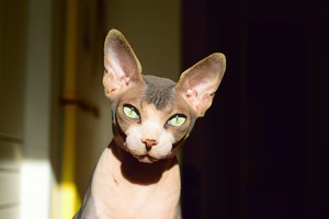 Image-preview_300x200