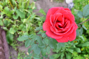 Image-preview_300x200