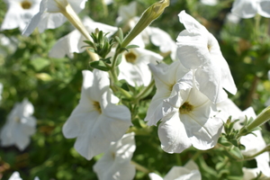 Image-preview_300x200