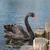 Image-square_50