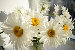 Image-preview_300x200