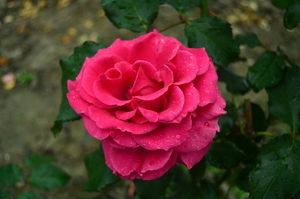 Image-preview_300x200