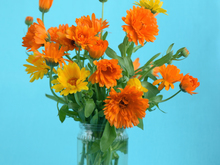 Image-rectangle_220_165