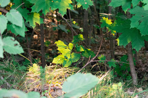 Image-preview_300x200